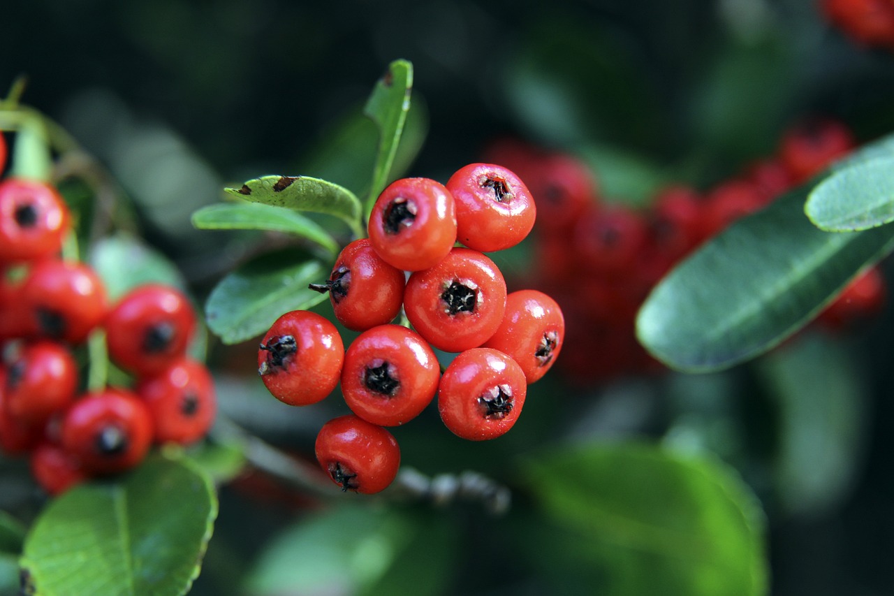中巧妙地利 中巧妙地利